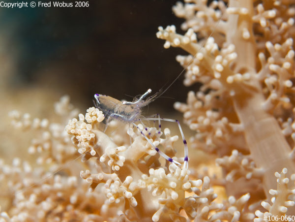 Anemone shrimp