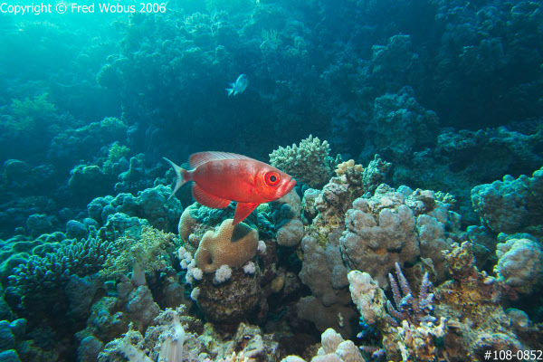 Common bigeye on the reef