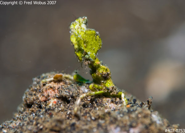 Arrowhead Crab