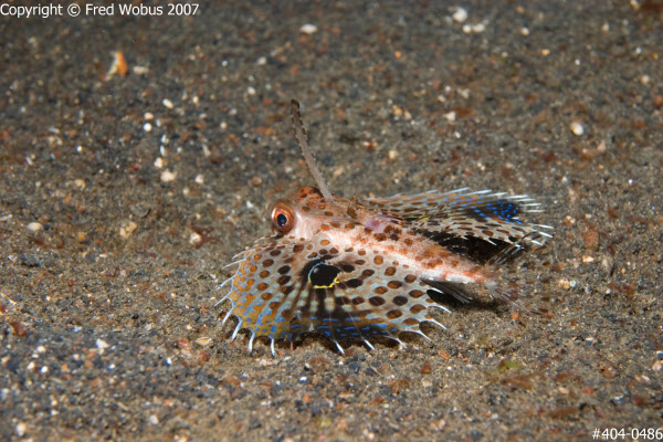 Flying Gurnard