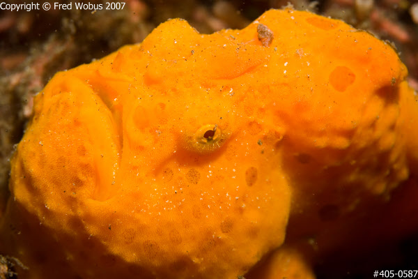 Orange frogfish