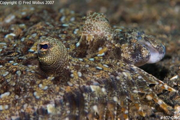 Flowery Flounder