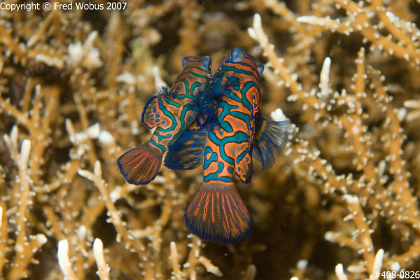 Mandarinfish mating