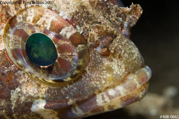 Scorpionfish close-up
