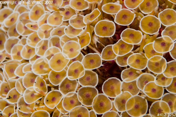 Toxic Sea Urchin