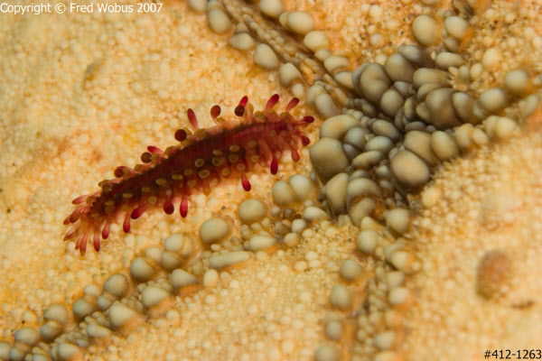 Scale worm on pincushion seastar