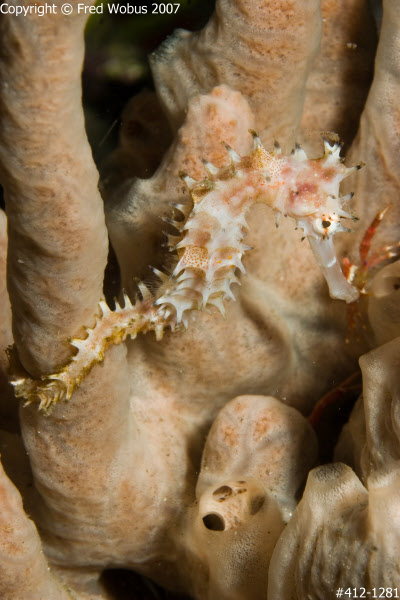 Thorny seahorse