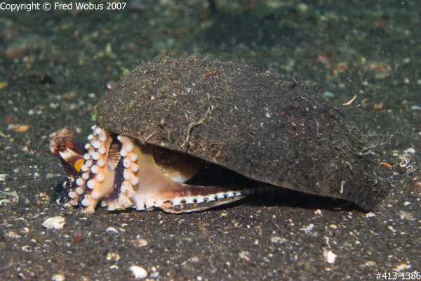 Coconut octopus