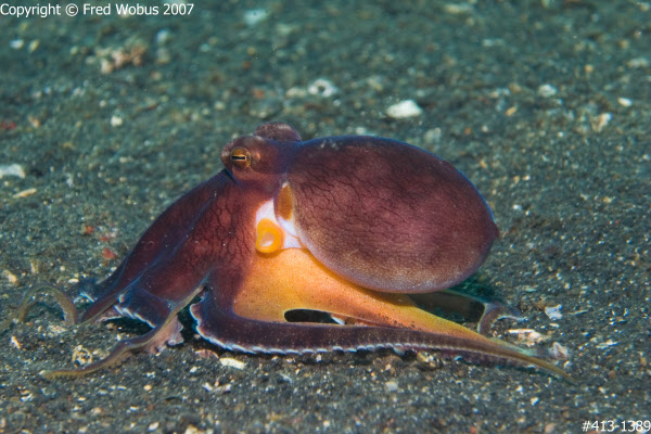 Coconut octopus