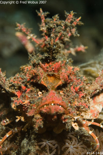 Devil Scorpionfish