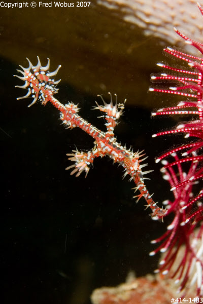 Harlequin ghost pipefish