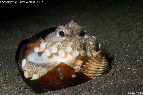 Coconut octopus