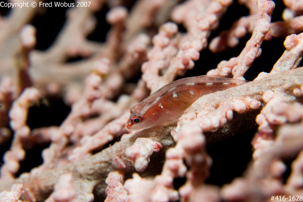 Goby in gorgonian