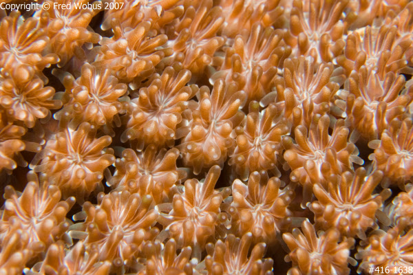 Coral polyps