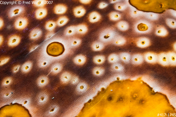 Leopard sea cucumber detail