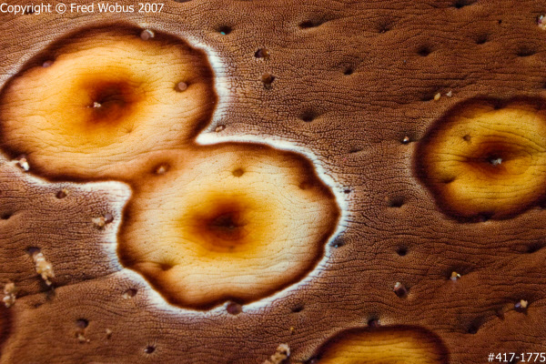 Leopard sea cucumber detail