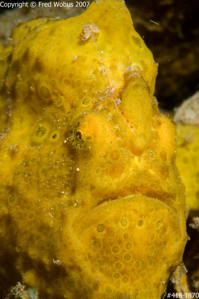 Giant frogfish in yellow