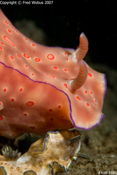 Ceratosoma trilobatum and Glossodoris cincta