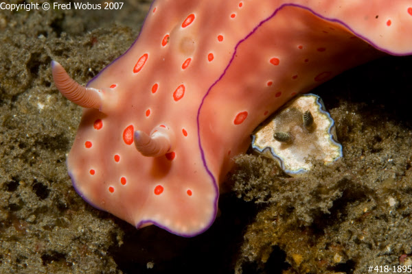 Ceratosoma trilobatum and Glossodoris cincta