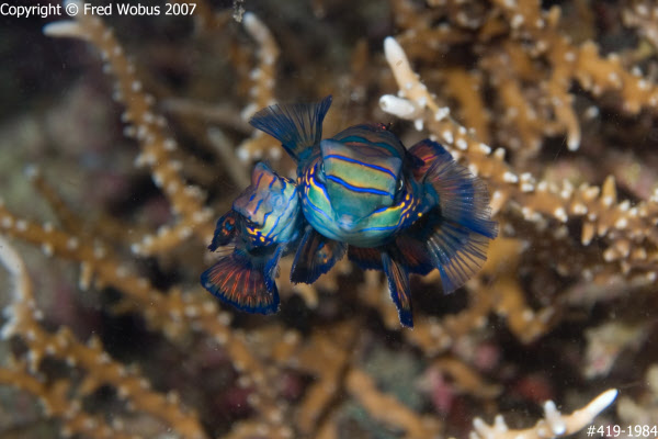 Mandarinfish mating