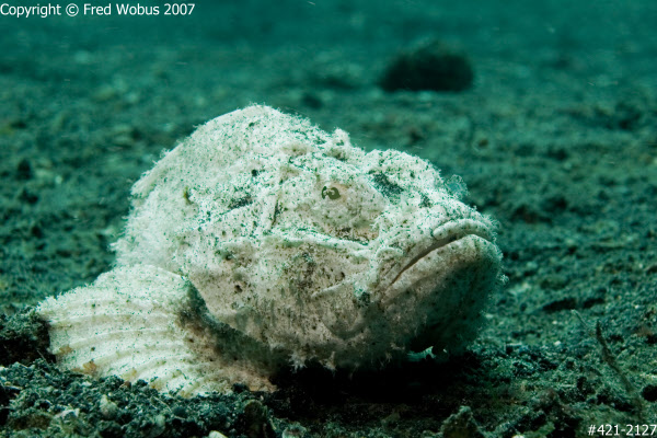 Humpback Scorpionfish