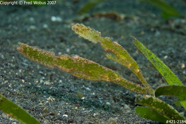 Robust ghost pipefish