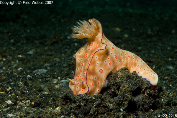 Ceratosoma trilobatum