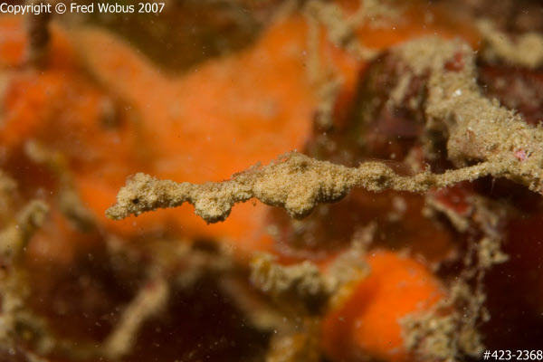 Pygmy pipedragon