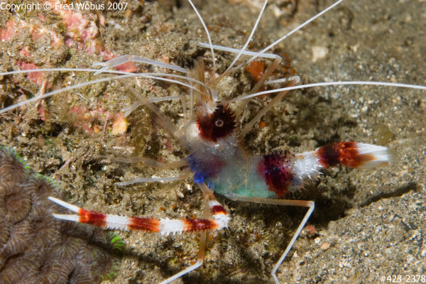 Cleaner shrimp