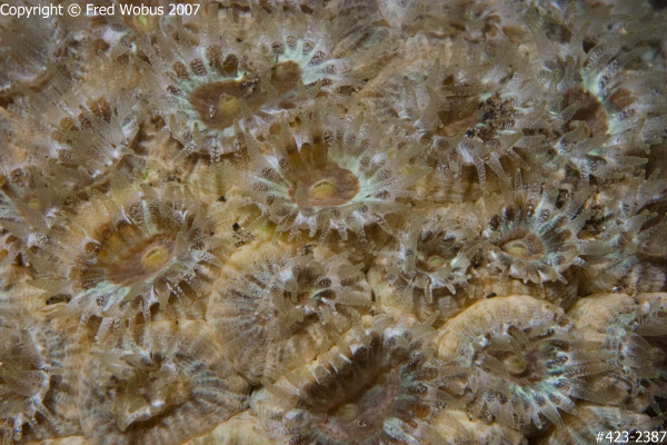 Coral polyps