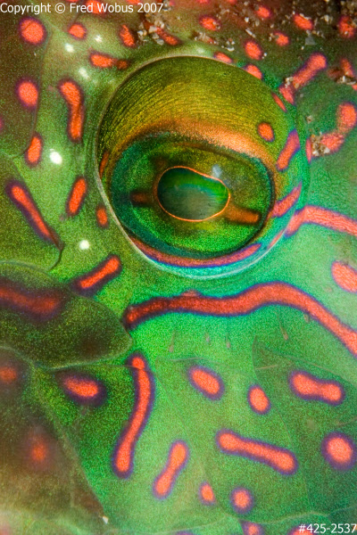 Parrotfish eye