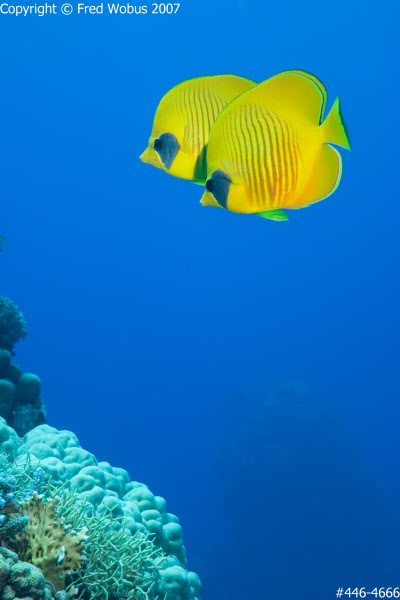 Masked Butterflyfish