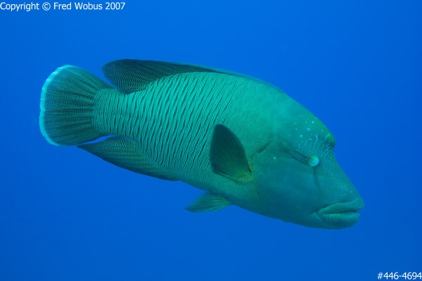 Napoleon Wrasse