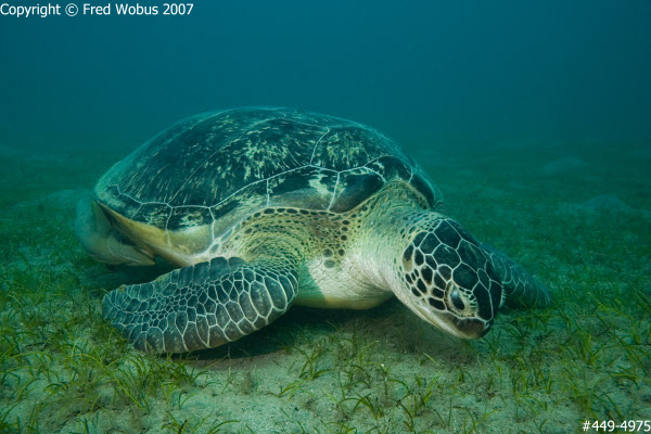 Green Sea Turtle