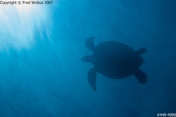 Green Sea Turtle silhouette