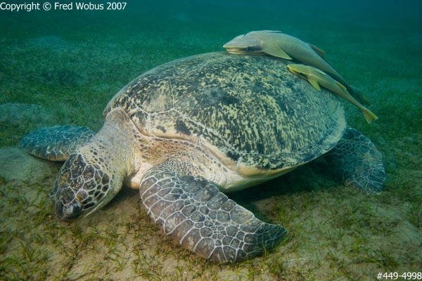 Green Sea Turtle with Remora