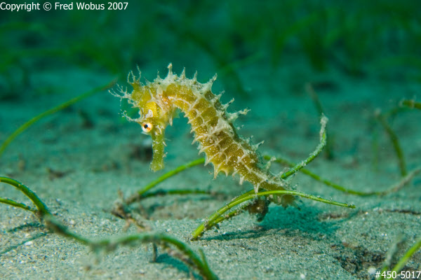 Thorny seahorse