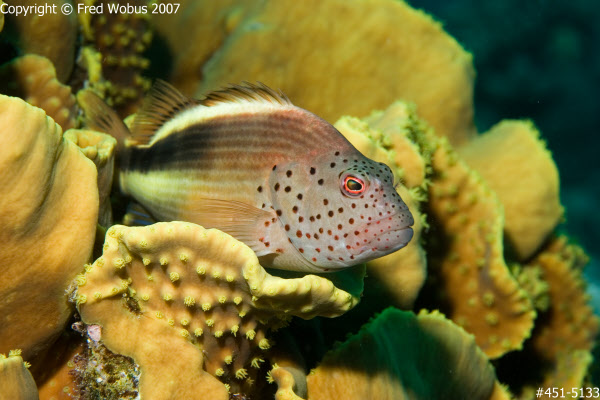 Blackside hawkfish in cabbage coral