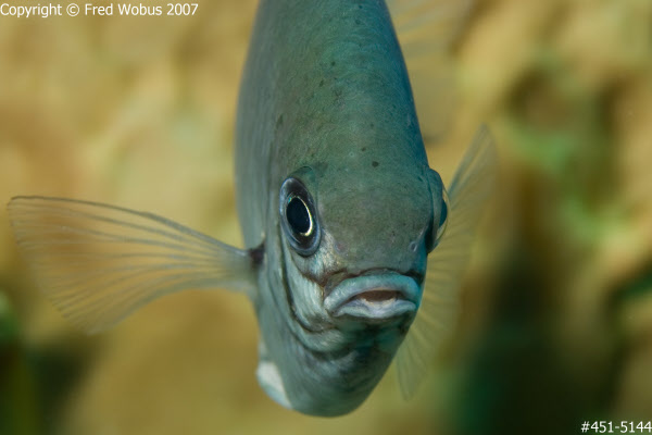 Damselfish (Amblyglyphidodon indicus)