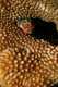 Yellow-spotted scorpionfish