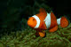 Clownfish