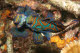 Mandarinfish fighting