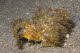 Ambon scorpionfish