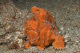 Orange frogfish