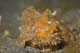 Frogfish