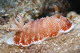 Chromodoris tinctoria