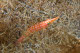 Long-nose hawkfish