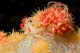 Soft coral crab