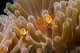 Juvenile clownfish