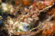 Harlequin ghost pipefish